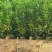 马占相思30-300高，规格齐全，基地直销，一手货源