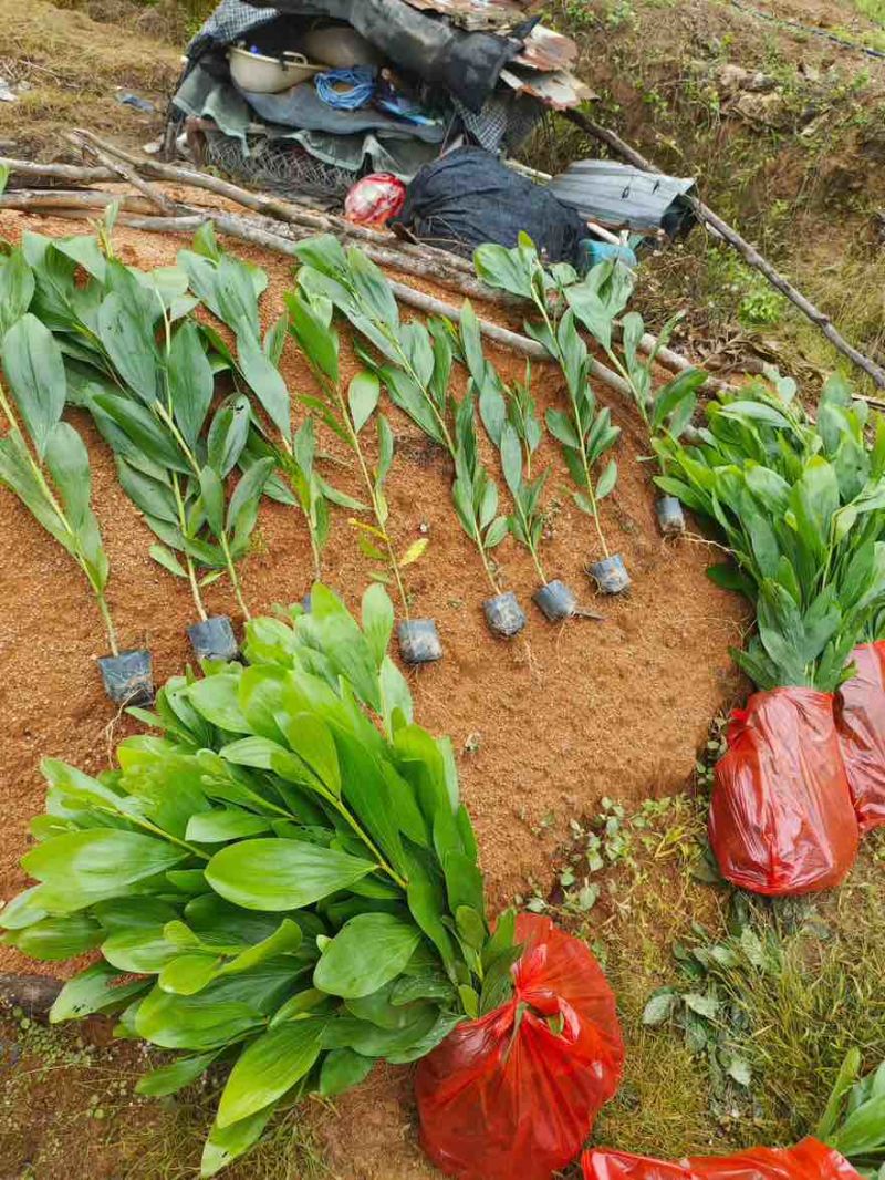马占相思30-300高，规格齐全，基地直销，一手货源