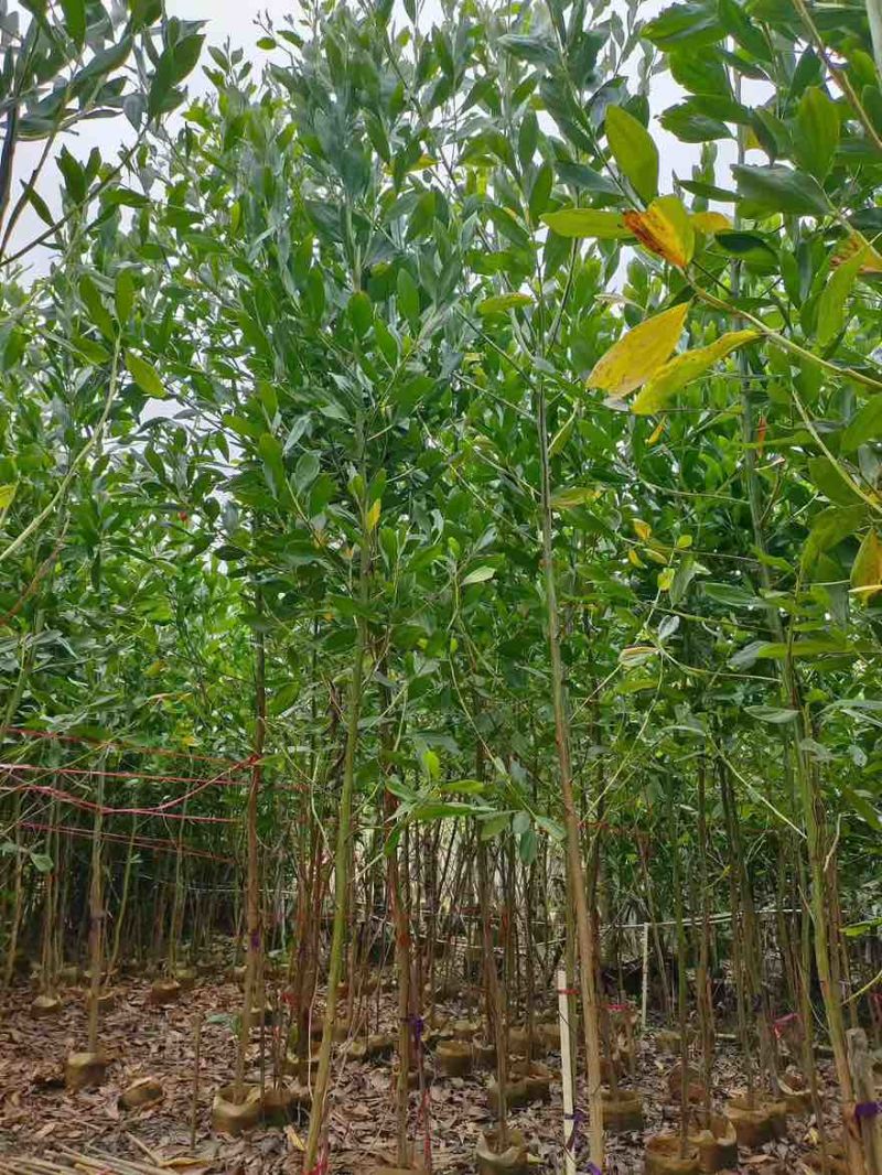 马占相思30-300高，规格齐全，基地直销，一手货源