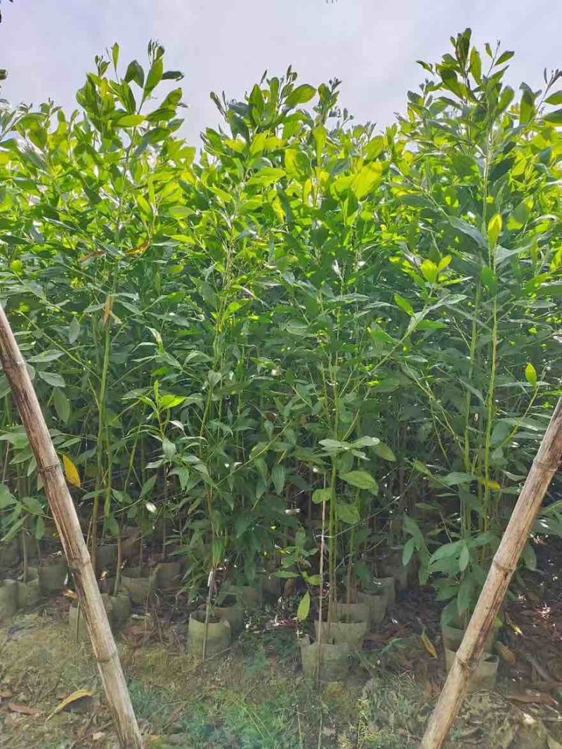 马占相思30-300高，规格齐全，基地直销，一手货源