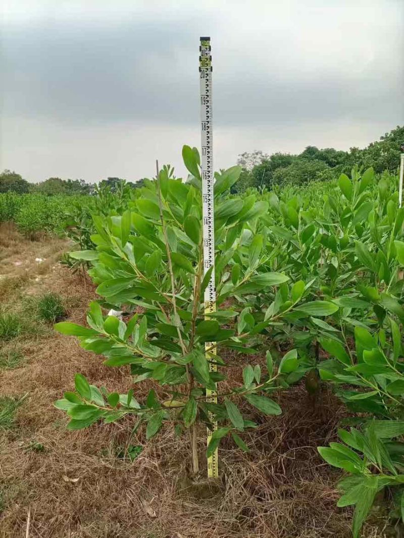 马占相思30-300高，规格齐全，基地直销，一手货源