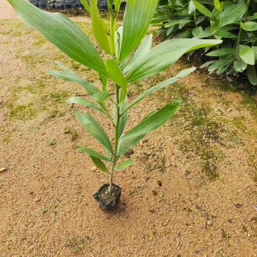马占相思30-300高，规格齐全，基地直销，一手货源