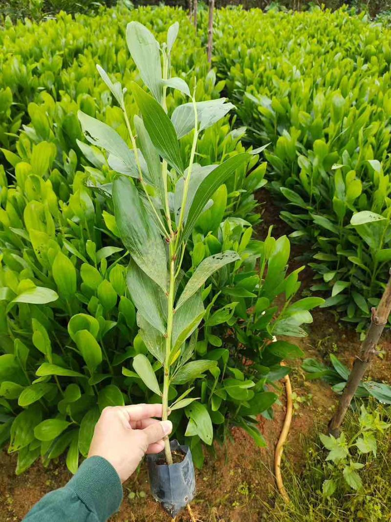 大叶相思苗30-300高，规格齐全，基地直销，一手货源
