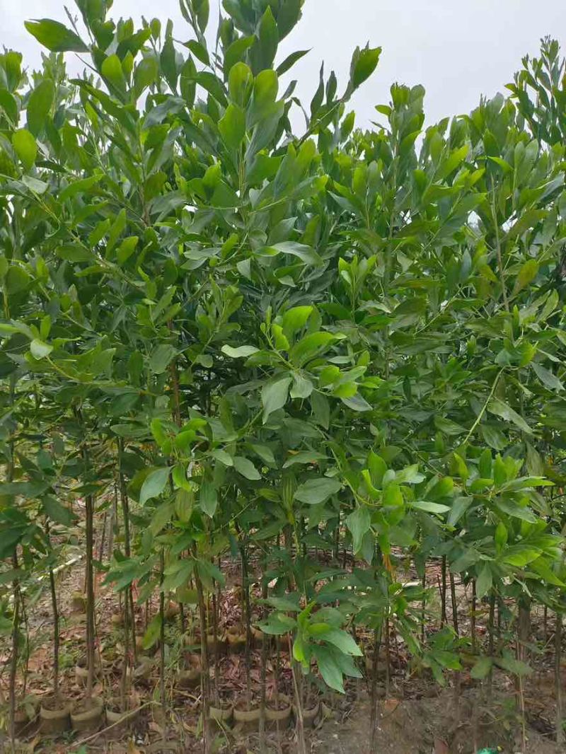 大叶相思苗30-300高，规格齐全，基地直销，一手货源