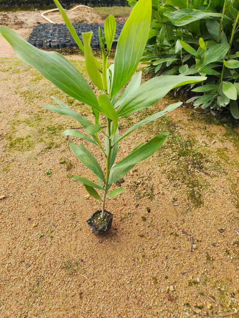 大叶相思苗30-300高，规格齐全，基地直销，一手货源