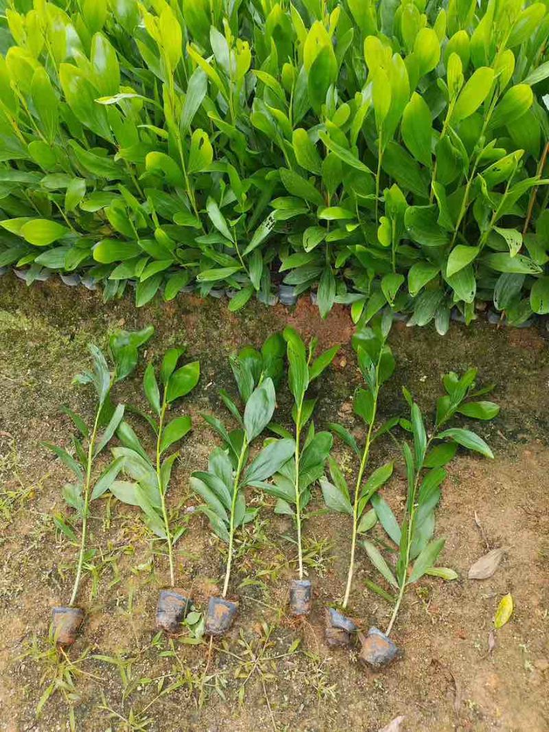 大叶相思苗30-300高，规格齐全，基地直销，一手货源