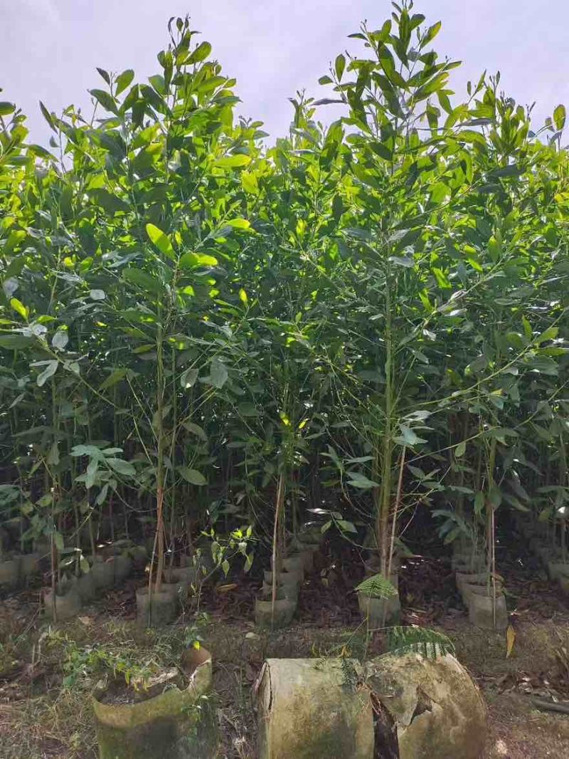 大叶相思苗30-300高，规格齐全，基地直销，一手货源