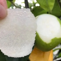 酥脆一号苏翠一号脆梨酥梨
