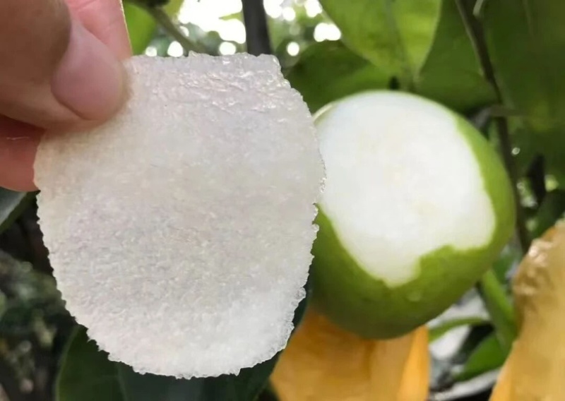 苏翠一号脆梨酥梨