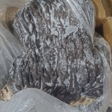 牛毛肚百叶A货