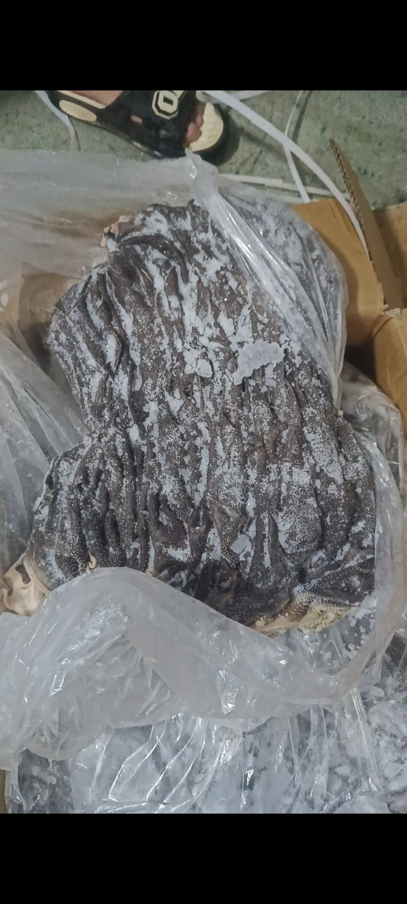 牛毛肚百叶A货