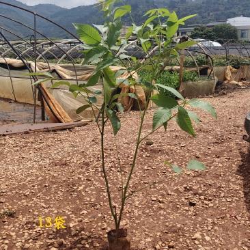 一米高实生核桃苗