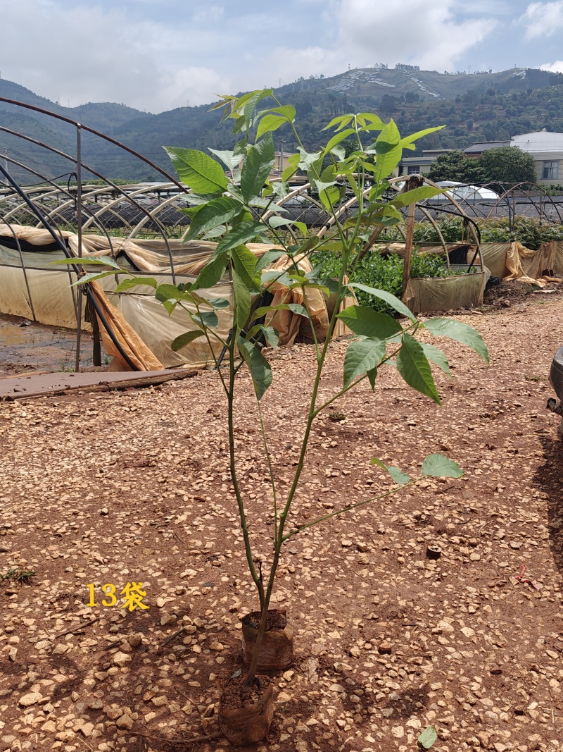 一米高实生核桃苗