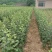 红富士苹果苗1米高