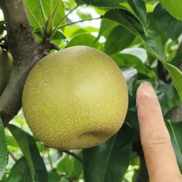 翠冠梨，农户直销。