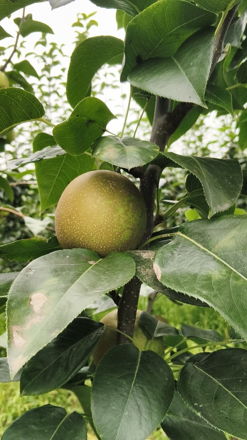 翠冠梨，农户直销。