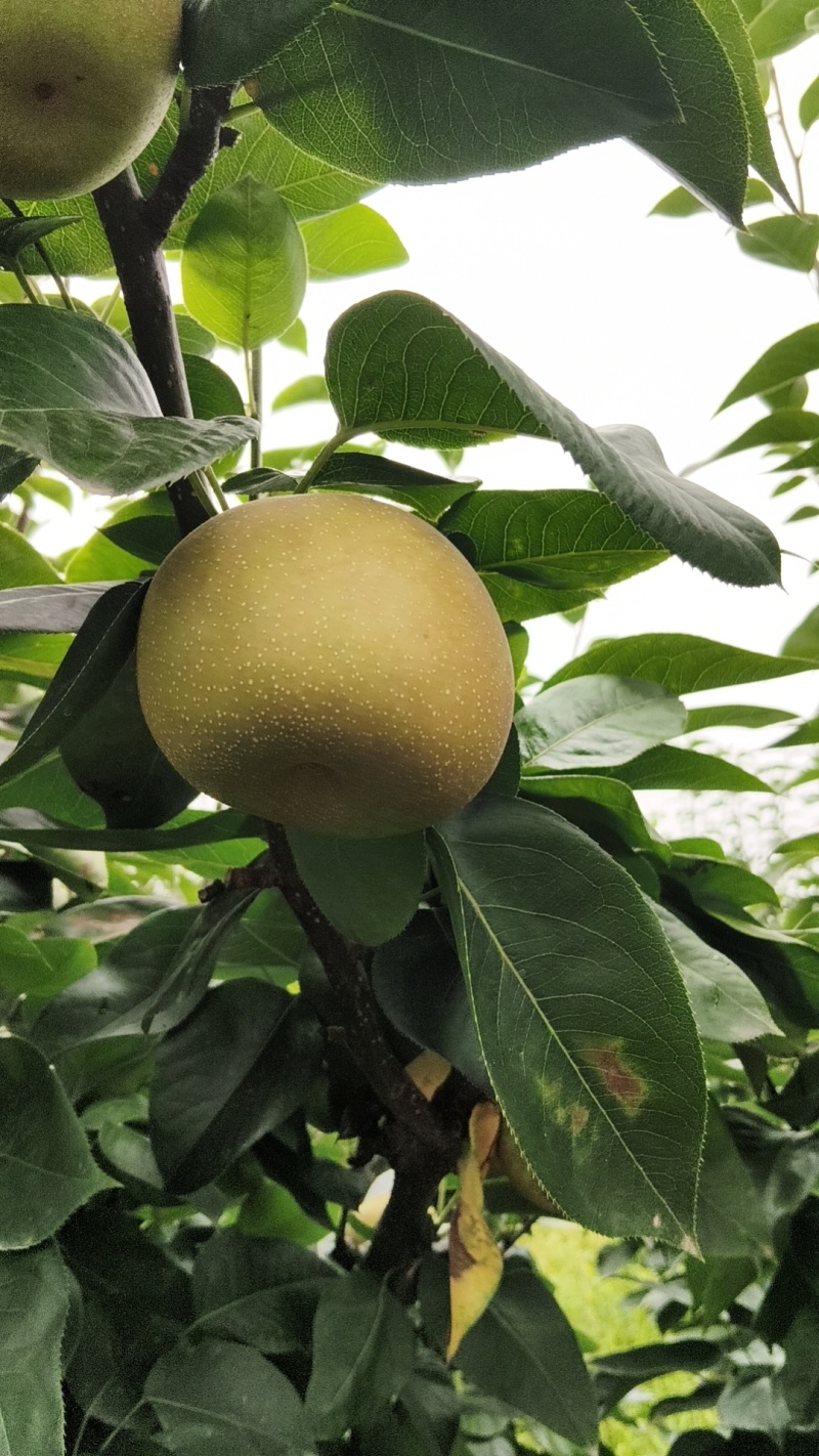 翠冠梨，农户直销。