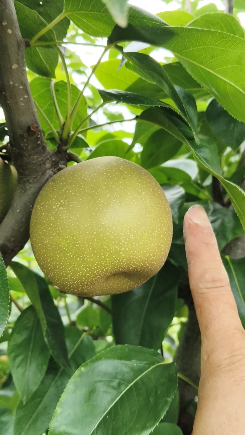 翠冠梨，皮薄汁的香甜好吃，农户自销。