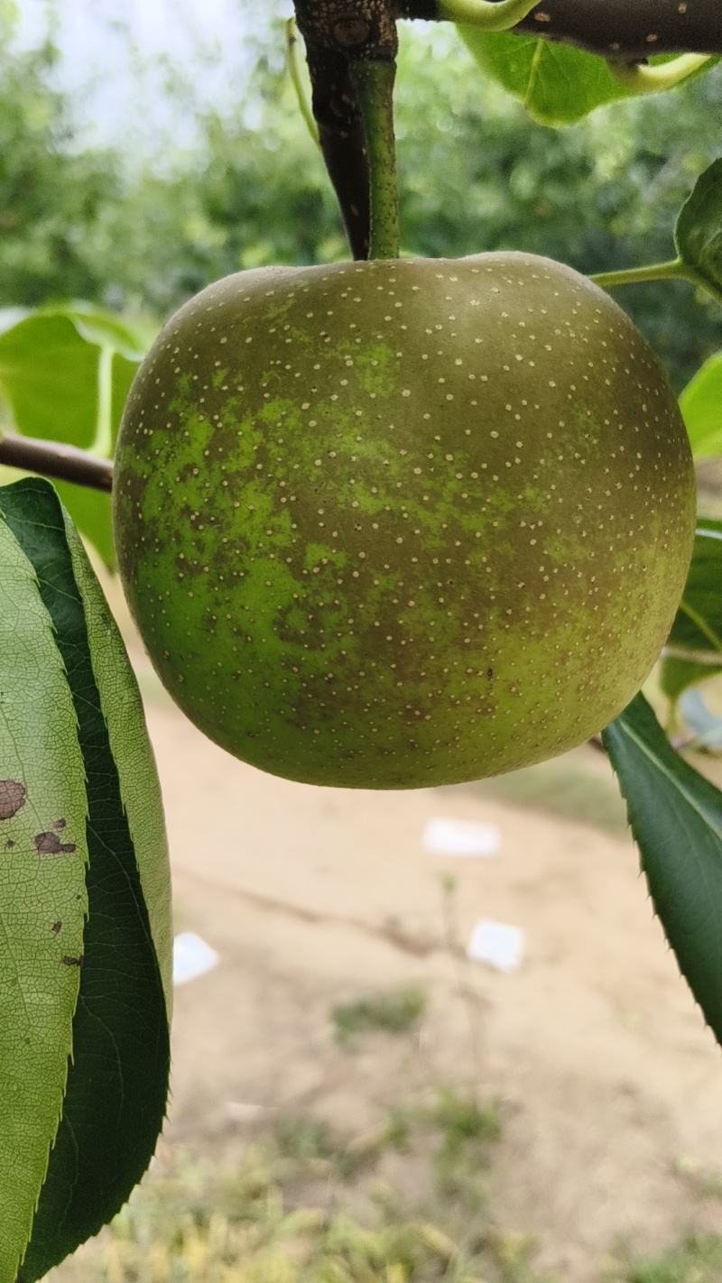 翠冠梨，皮薄汁的香甜好吃，农户自销。