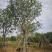 朴树基地，大量供应