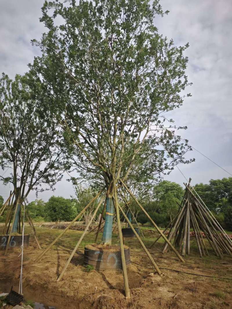 朴树基地，大量供应