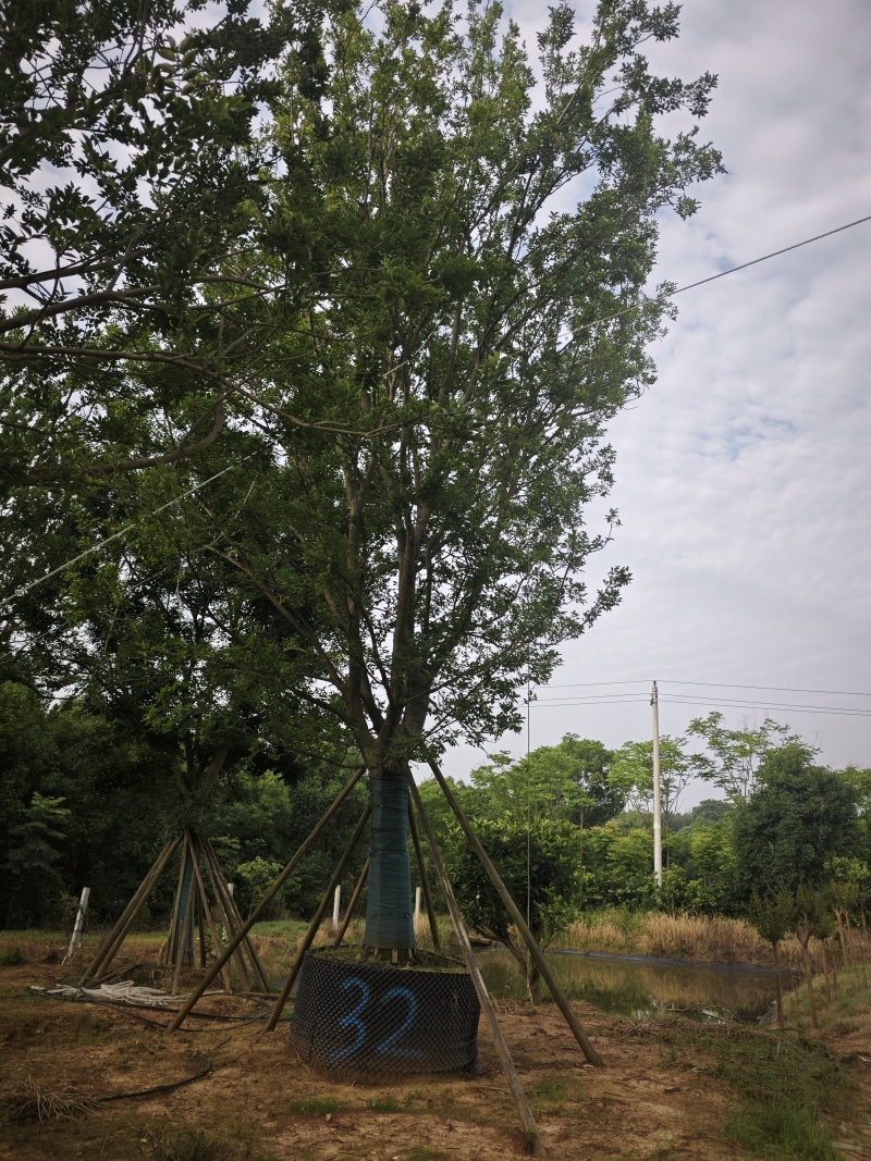 朴树基地，大量供应