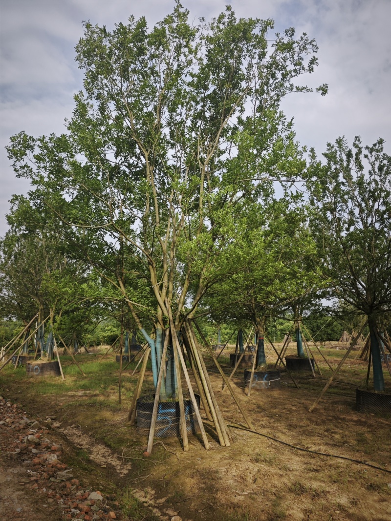 朴树基地，大量供应