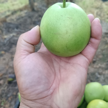 翠玉青梨150克起步