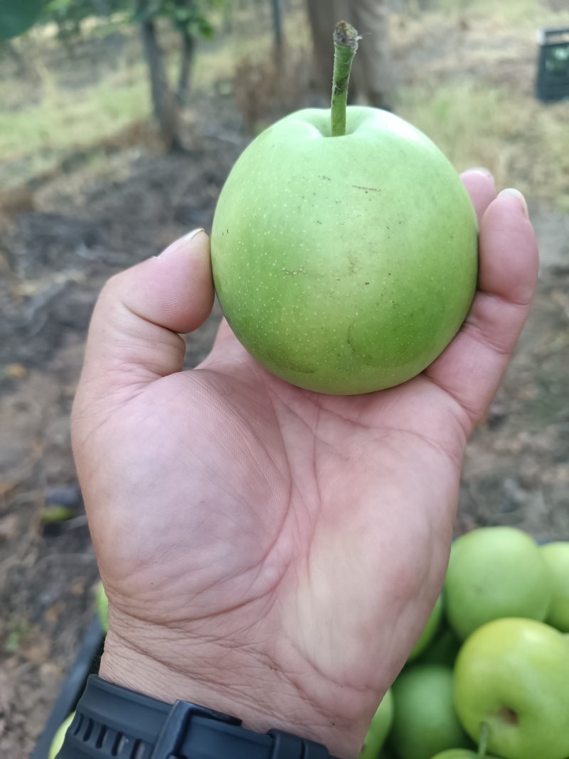 翠玉青梨150克起步