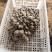 优质，现采现发北风菌