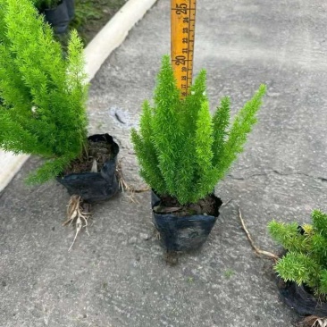 狐尾天门冬20-50高，规格齐全，基地直销，一手货源