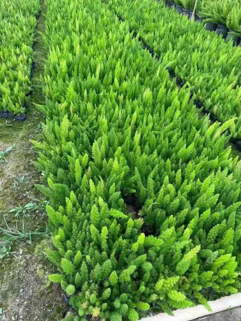 狐尾天门冬20-50高，规格齐全，基地直销，一手货源