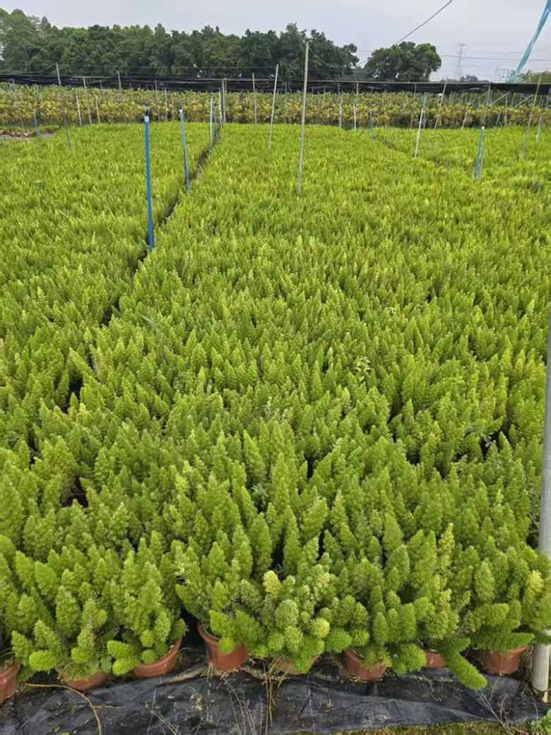 狐尾天门冬20-50高，7斤袋，盆苗，各种规格，大量低价出售