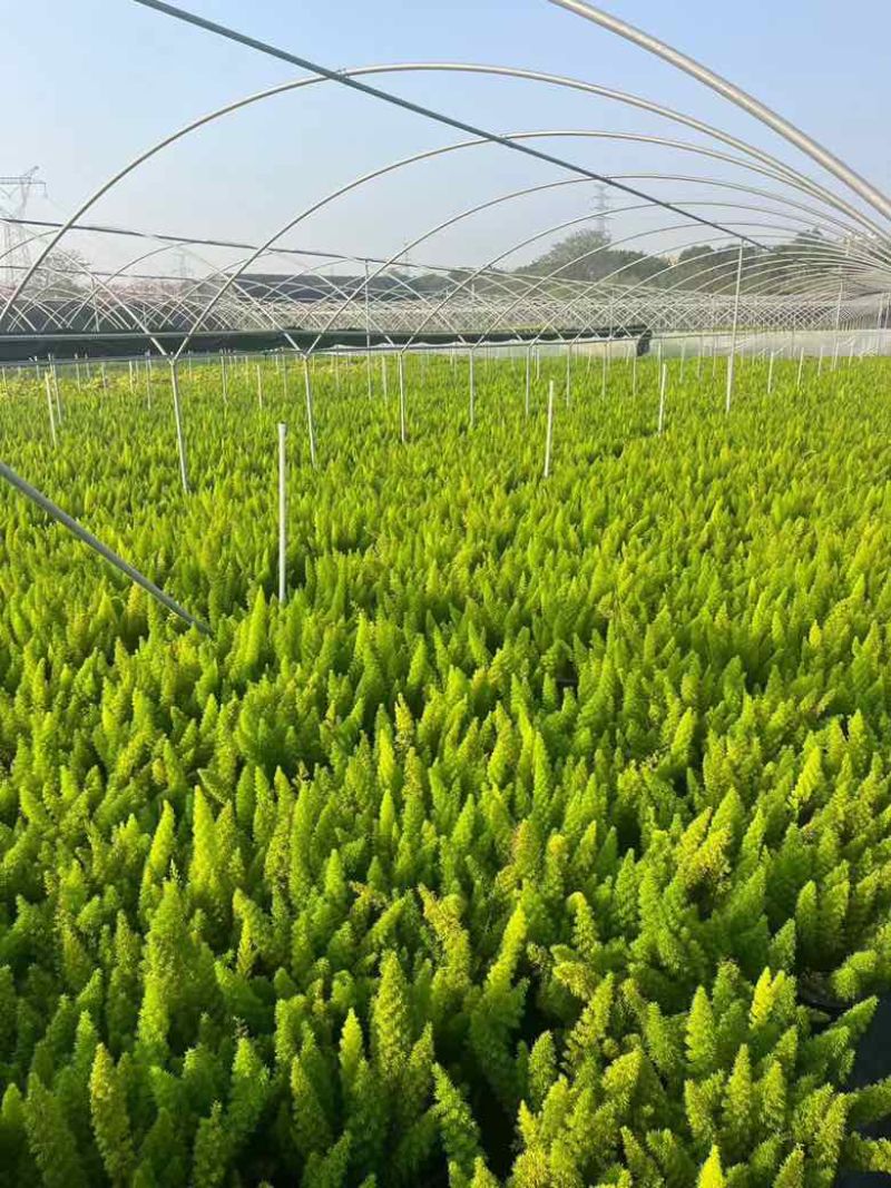 狐尾天门冬20-50高，7斤袋，盆苗，各种规格，大量低价出售