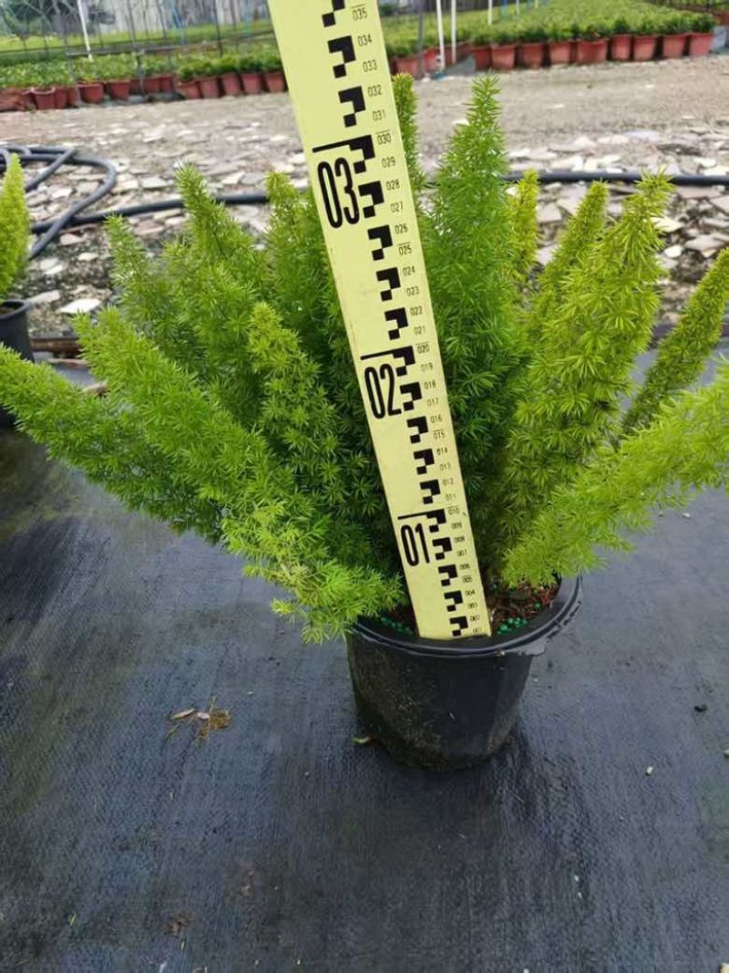 狐尾天门冬20-50高，7斤袋，盆苗，各种规格，大量低价出售