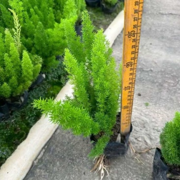 狐尾天门冬20-50高，7斤袋，盆苗，各种规格，大量低价出售