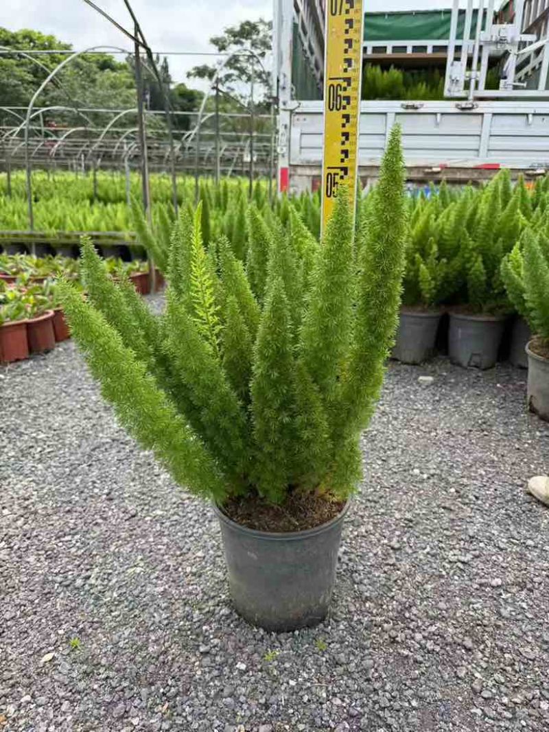 狐尾天门冬20-50高，7斤袋，盆苗，各种规格，大量低价出售