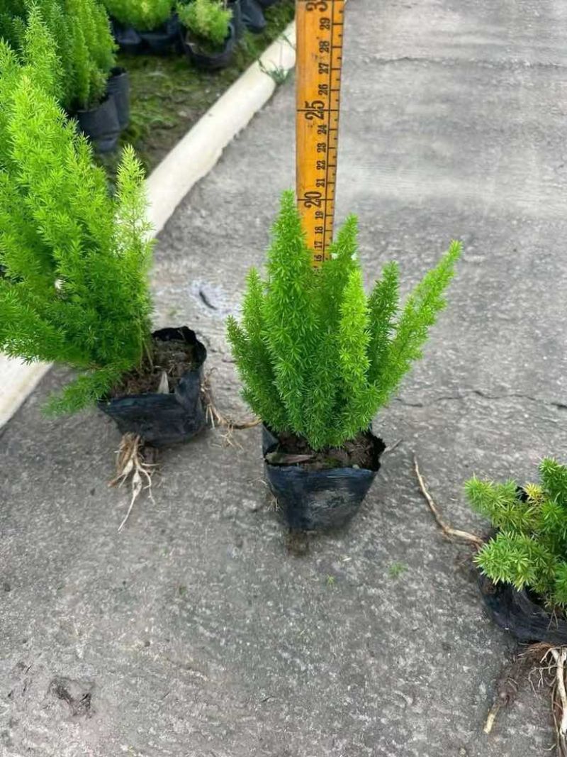 狐尾天门冬20-50高，规格齐全，基地直销，一手货源