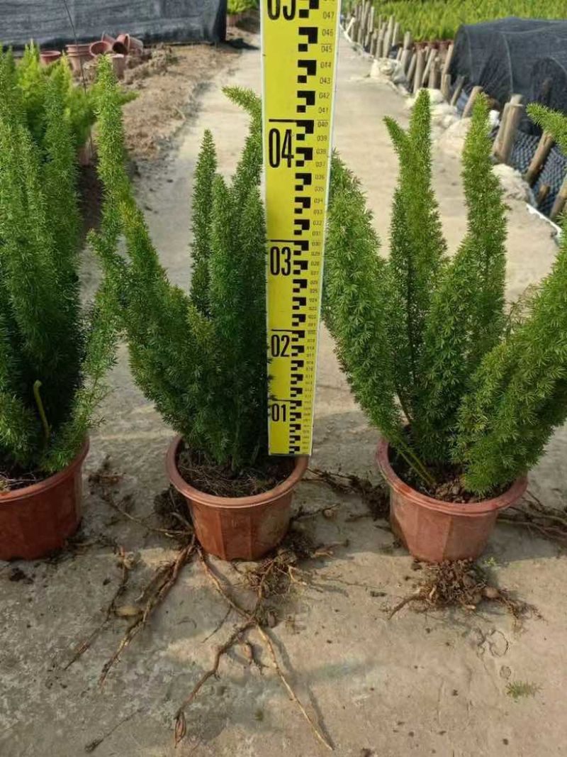 狐尾天门冬20-50高，规格齐全，基地直销，一手货源
