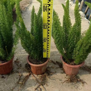 狐尾天门冬20-50高，基地直销，一手货源，无中间商赚差价