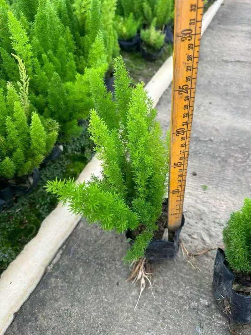 狐尾天门冬20-50高，基地直销，一手货源，无中间商赚差价