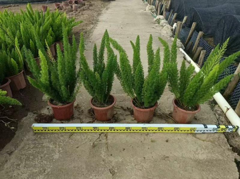 狐尾天门冬20-50高，基地直销，一手货源，无中间商赚差价