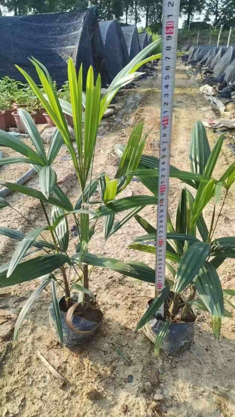 棕竹20-200高，规格齐全，基地直销，一手货源，大量现货