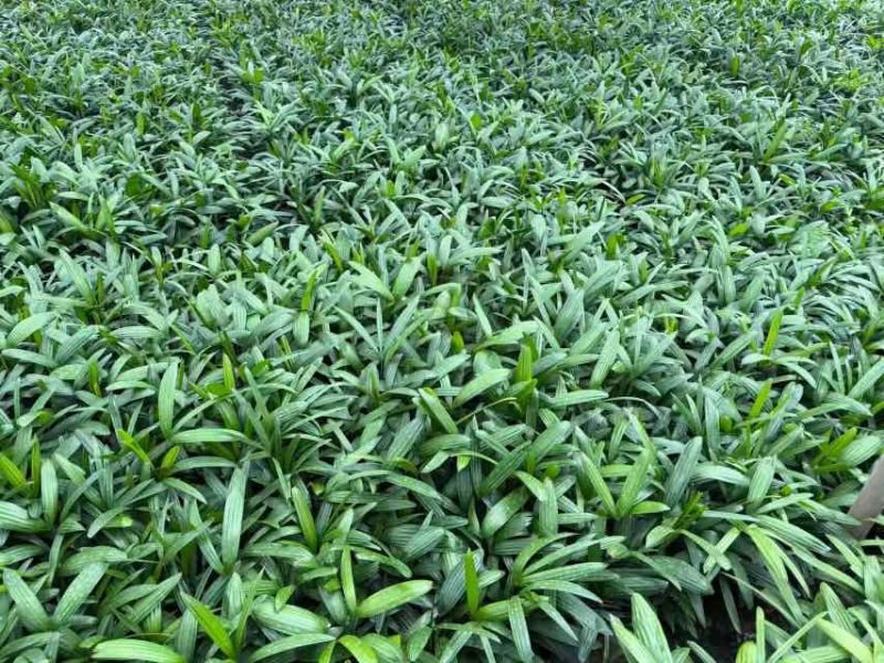棕竹20-200高，规格齐全，基地直销，一手货源，大量现货