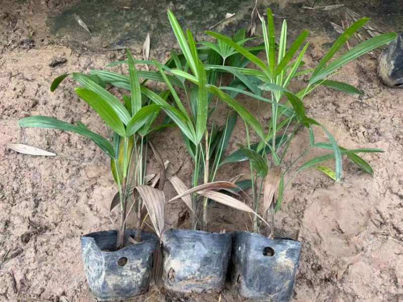 棕竹20-200高，规格齐全，基地直销，一手货源，大量现货