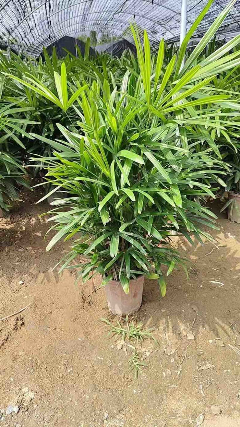棕竹20-200高，规格齐全，基地直销，一手货源，大量现货