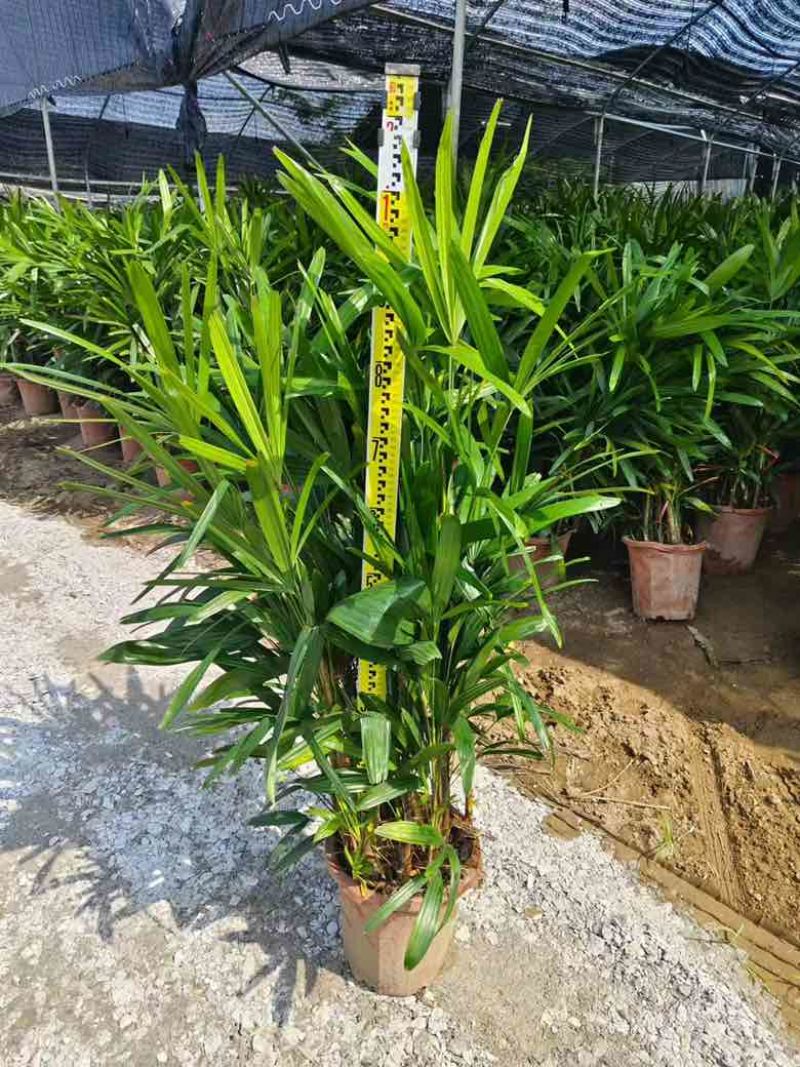 棕竹20-200高，基地直销，一手货源，无中间商赚差价