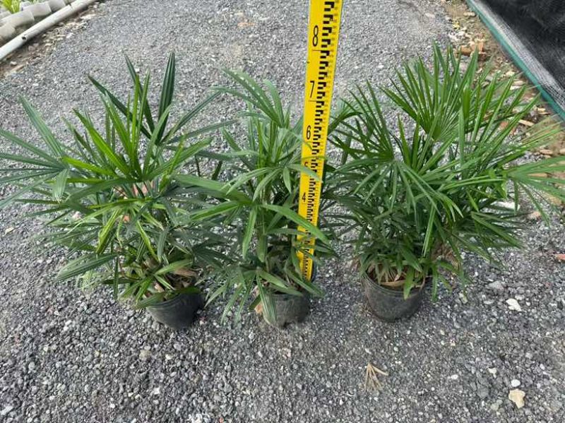 棕竹20-200高，7斤袋，盆苗，规格齐全，基地直销一手货源