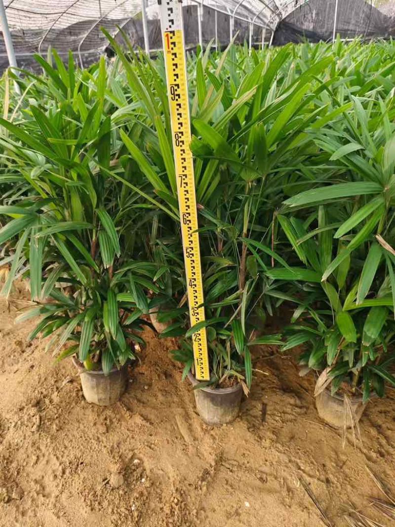 棕竹20-200高，7斤袋，盆苗，规格齐全，基地直销一手货源