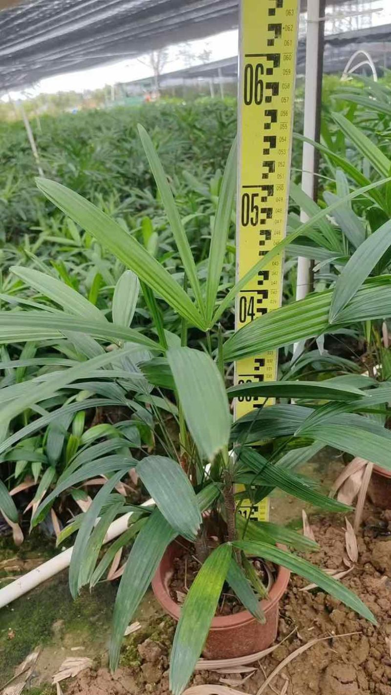棕竹20-200高，7斤袋，盆苗，规格齐全，基地直销一手货源
